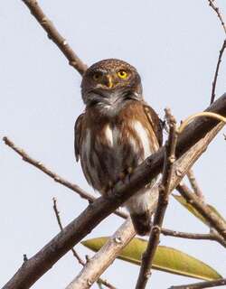 科利马鸺鹠 / Colima Pygmy Owl / Glaucidium palmarum