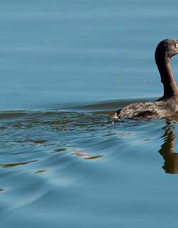 新西兰䴙䴘 / New Zealand Grebe / Poliocephalus rufopectus