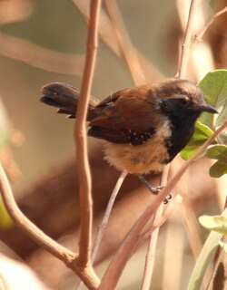 锈背蚁鹩 / Rusty-backed Antwren / Formicivora rufa