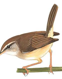 黄腹树莺 / Yellow-bellied Bush Warbler / Horornis acanthizoides