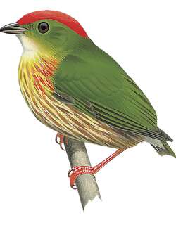 西条纹娇鹟 / Striolated Manakin / Machaeropterus striolatus