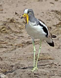 白头麦鸡 / White-crowned Lapwing / Vanellus albiceps