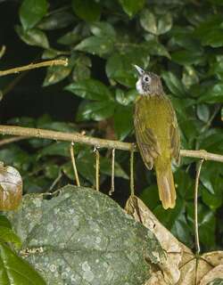 红尾须冠鹎 / Red-tailed Greenbul / Criniger calurus