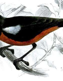 黑背刺花鸟 / Merida Flowerpiercer / Diglossa gloriosa