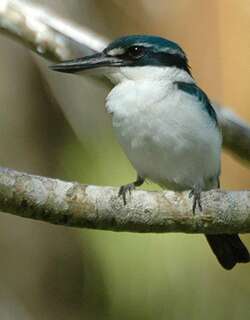 太平洋翡翠 / Pacific Kingfisher / Todiramphus sacer