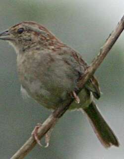 巴氏猛雀鹀 / Bachman’s Sparrow / Peucaea aestivalis