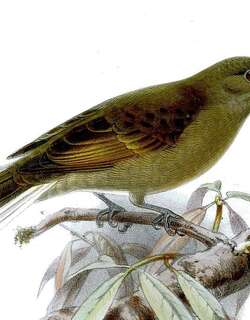 尖嘴蜜䴕 / Cassin’s Honeybird / Prodotiscus insignis