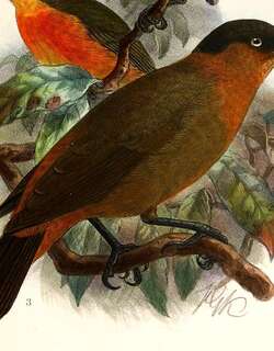 棕颈鵙鹛 / Red-collared Babbler / Turdoides rufocinctus