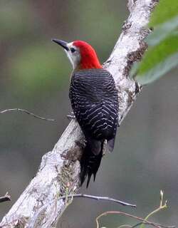 牙买加啄木鸟 / Jamaican Woodpecker / Melanerpes radiolatus