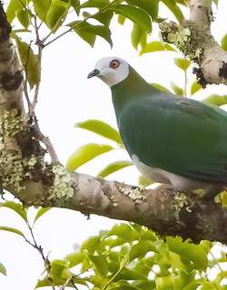 斑尾皇鸠 / White-bellied Imperial Pigeon / Ducula forsteni