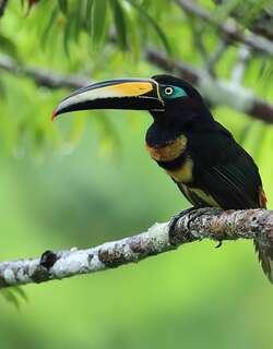 多斑簇舌巨嘴鸟 / Many-banded Aracari / Pteroglossus pluricinctus