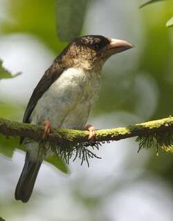 马来褐拟啄木鸟 / Sooty Barbet / Caloramphus hayii