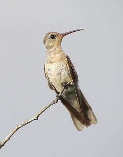 淡黄蜂鸟 / Buffy Hummingbird / Leucippus fallax