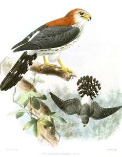 白腰侏隼 / White-rumped Falcon / Polihierax insignis