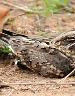 印度夜鹰 / Indian Nightjar / Caprimulgus asiaticus