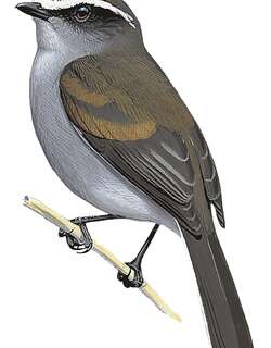 安第斯唧霸鹟 / Piura Chat-Tyrant / Ochthoeca piurae