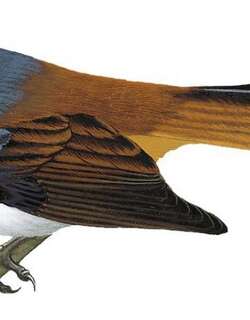 米岛扇尾鹟 / Visayan Fantail / Rhipidura albiventris