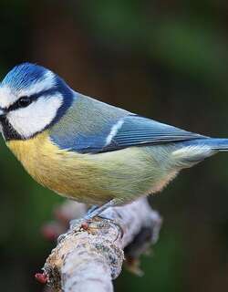 青山雀 / Eurasian Blue Tit / Cyanistes caeruleus