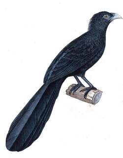 大鸦鹃 / Ivory-billed Coucal / Centropus menbeki