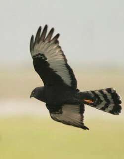 黑鹞 / Black Harrier / Circus maurus