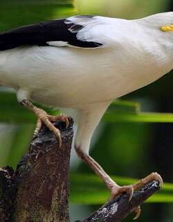 黑翅椋鸟 / Black-winged Starling / Acridotheres melanopterus