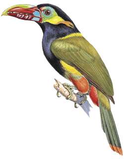 茶须小巨嘴鸟 / Tawny-tufted Toucanet / Selenidera nattereri