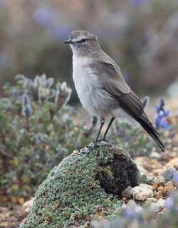 淡顶地霸鹟 / Paramo Ground Tyrant / Muscisaxicola alpinus