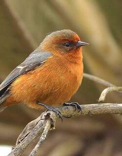 棕眉锥嘴雀 / Rufous-browed Conebill / Conirostrum rufum