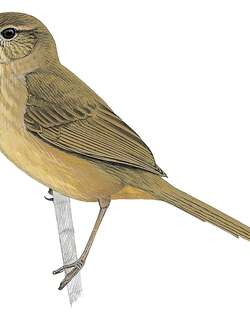 安岛薮莺 / Anjouan Brush Warbler / Nesillas longicaudata