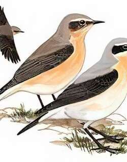 穗鵖 / Northern Wheatear