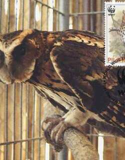 巨角鸮 / Giant Scops Owl / Otus gurneyi