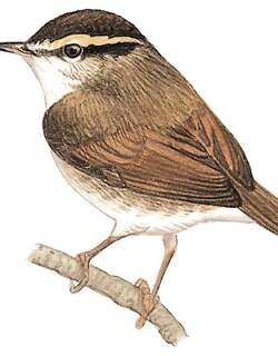 鳞头树莺 / Asian Stubtail / Urosphena squameiceps