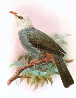 白头短脚鹎 / White-headed Bulbul / Hypsipetes thompsoni