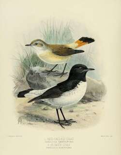 黑白䳭 / Hume’s Wheatear / Oenanthe albonigra
