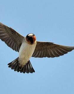 美洲燕 / American Cliff Swallow / Petrochelidon pyrrhonota