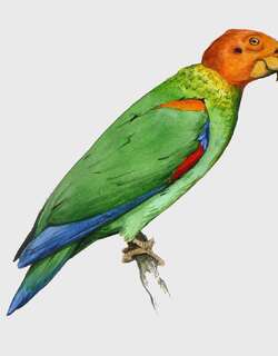 秃鹦哥 / Bald Parrot / Pyrilia aurantiocephala