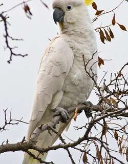 葵花鹦鹉 / Sulphur-crested Cockatoo / Cacatua galerita