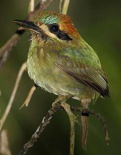 短尾翠鴗 / Tody Motmot / Hylomanes momotula