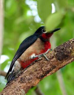 波多黎各啄木鸟 / Puerto Rican Woodpecker / Melanerpes portoricensis