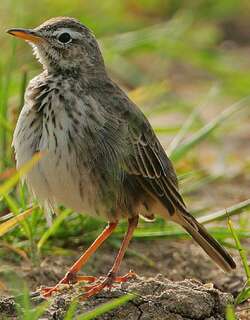 灰鹨 / Malindi Pipit / Anthus melindae