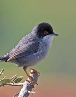 黑头林莺 / Sardinian Warbler / Curruca melanocephala