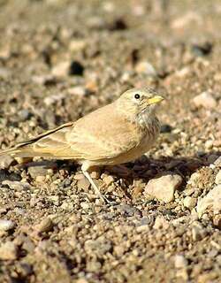 漠百灵 / Desert Lark / Ammomanes deserti