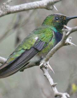 绿胸芒果蜂鸟 / Green-breasted Mango / Anthracothorax prevostii