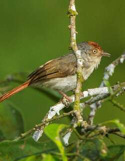 栗顶红鹟 / Chestnut-capped Flycatcher / Erythrocercus mccallii