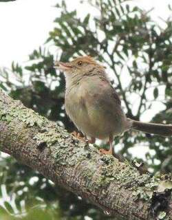 细尾扇尾莺 / Black-tailed Cisticola / Cisticola melanurus