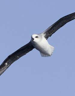 白头圆尾鹱 / White-headed Petrel / Pterodroma lessonii
