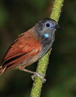 红翅穗鹛 / Chestnut-winged Babbler / Cyanoderma erythropterum