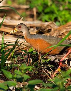 小林秧鸡 / Little Wood Rail / Aramides mangle