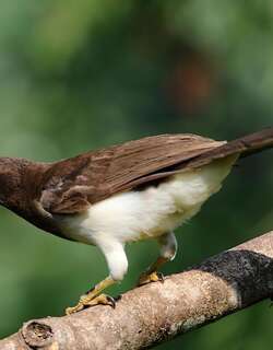 褐鸦 / Brown Jay / Psilorhinus morio