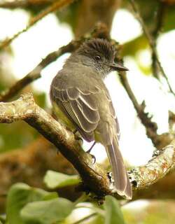 尖顶蝇霸鹟 / Apical Flycatcher / Myiarchus apicalis